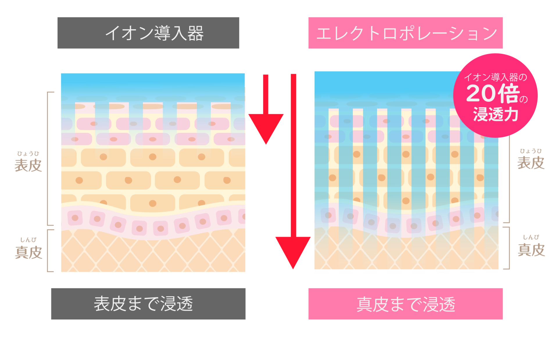 エレクトロポレーション