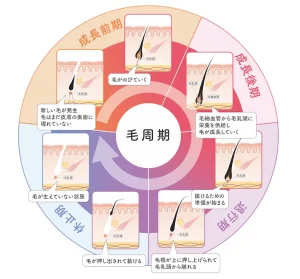 毛周期