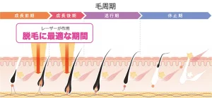 成長期