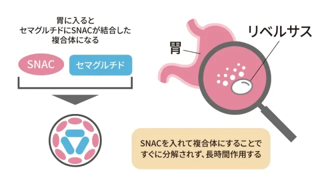 リベルサスが吸収されるメカニズム