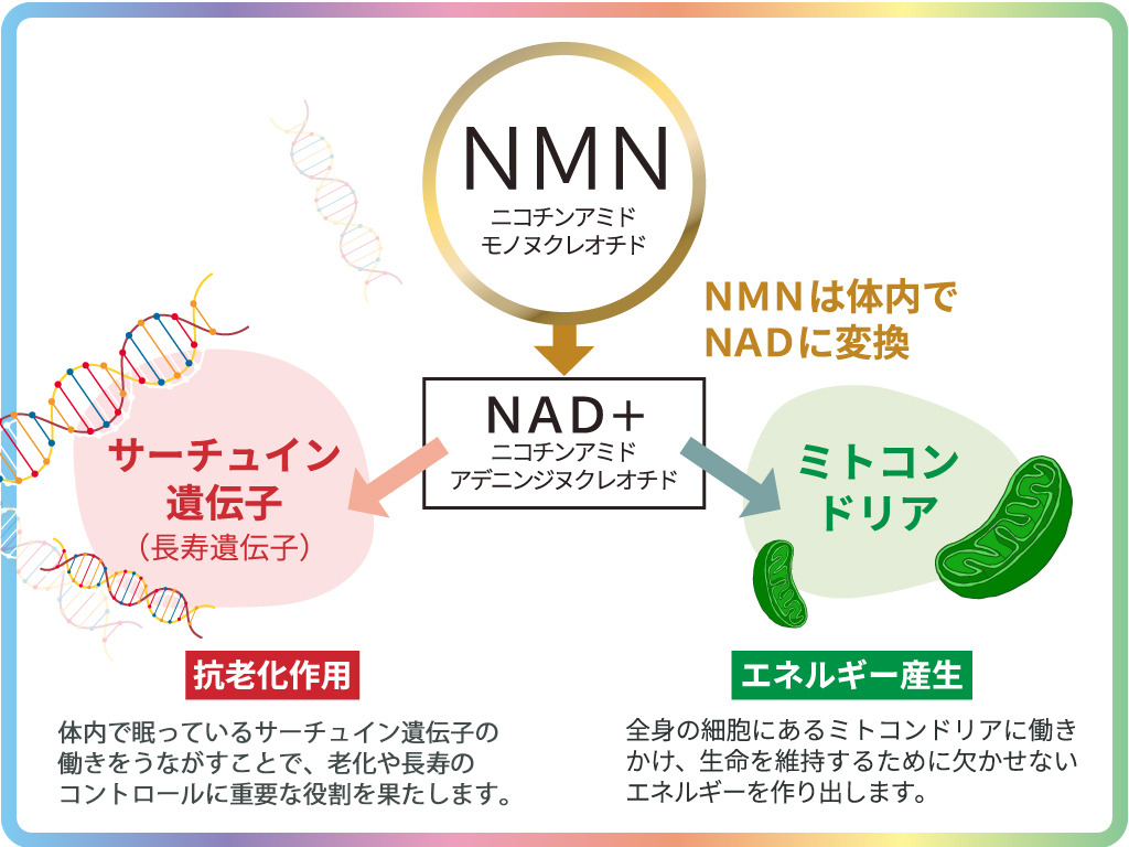 NADが増えると
