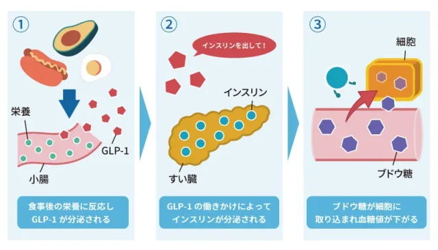 GLP1ホルモンの働きとリベルサスの関係