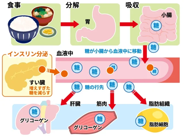 膵臓からインスリンを促す働き
