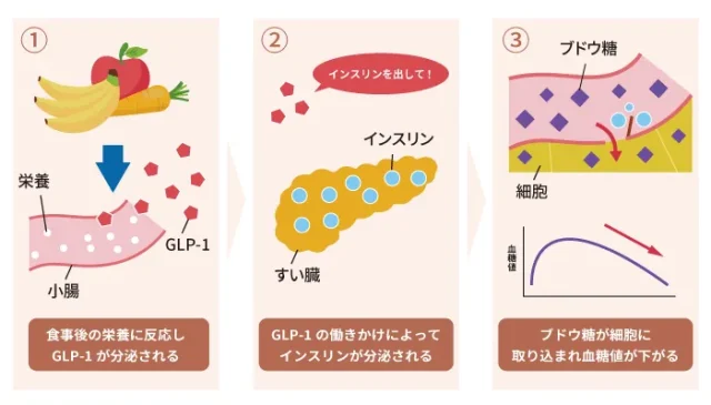 GLP-1が血糖値を下げる