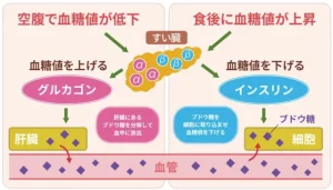 インスリンとグルカゴンの関係
