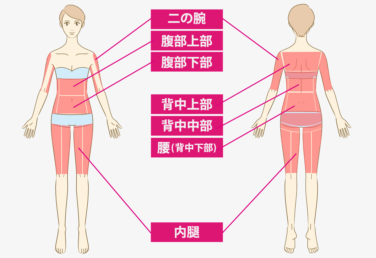 ボディ　適応部位